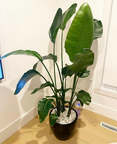 Bird of Paradise in black pot
