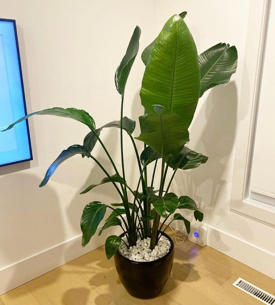Bird of Paradise in black pot