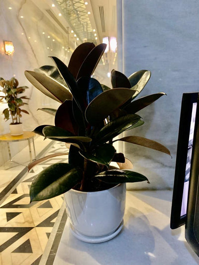 table plant