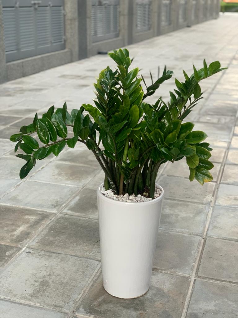 Office Plant Zizi Plant Big