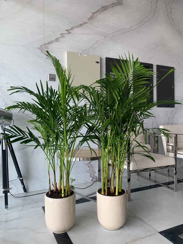 Clearance Sale Areca Bundle Plants UAE
