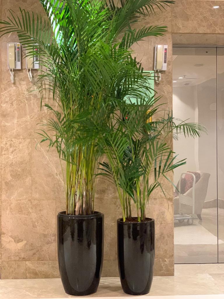 Areca Palm Bundle of 2 (Big and Medium)