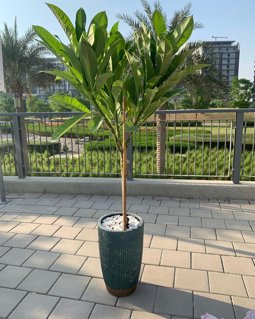 XL Plumeria