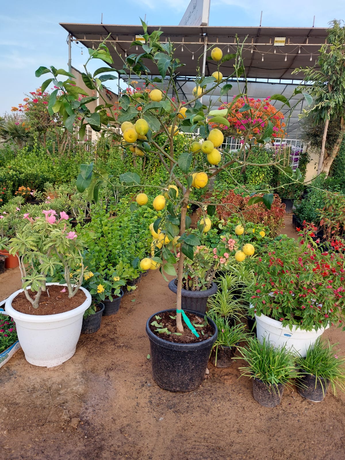 Lemon tree Yellow Premium