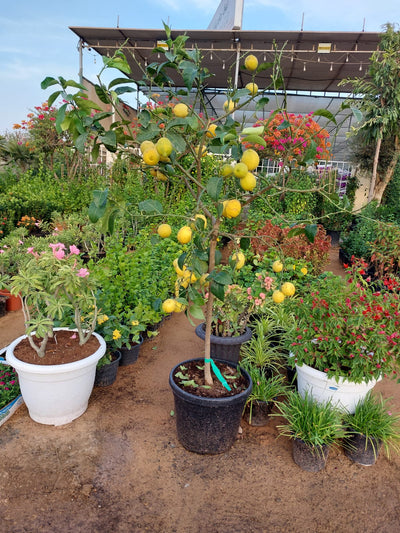 Lemon tree Yellow Premium