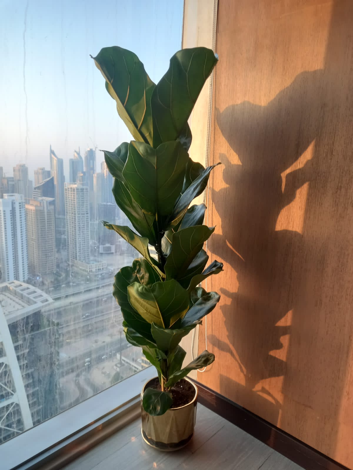 Fiddle small in Gold| 140-150cm
