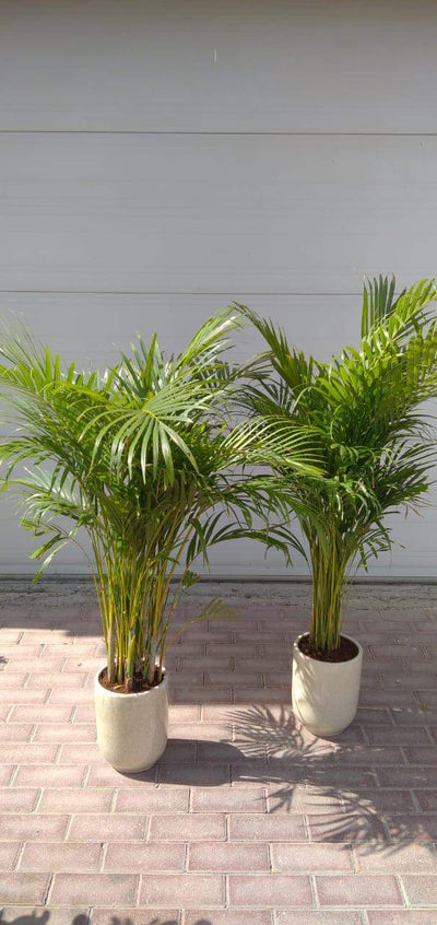 Office Plant Areca palm ( 130cm ) Bundle Plants dubai