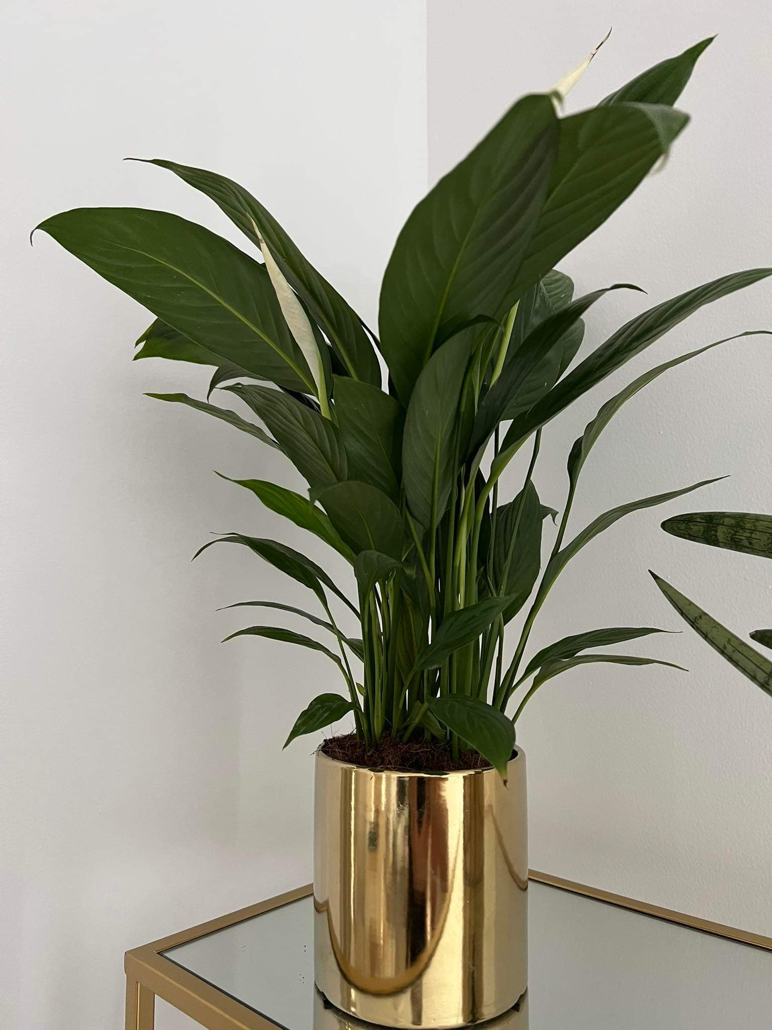 Peace lily in Gold Pot Indoor Plants UAE.