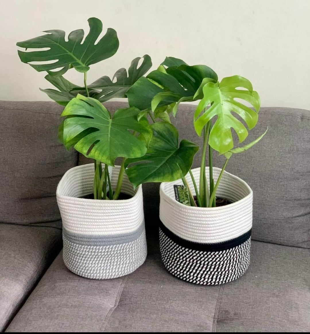 Monstera each Plants UAE