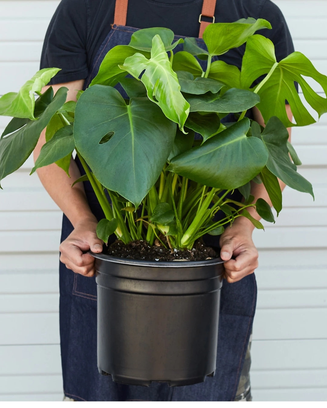 Monstera each Plants UAE