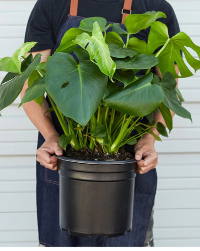 Monstera each Plants UAE