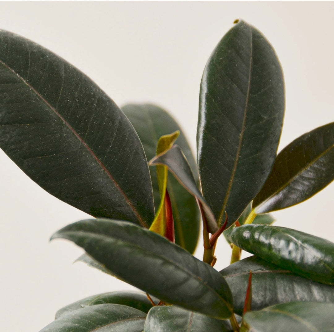 Rubber Plant UAE