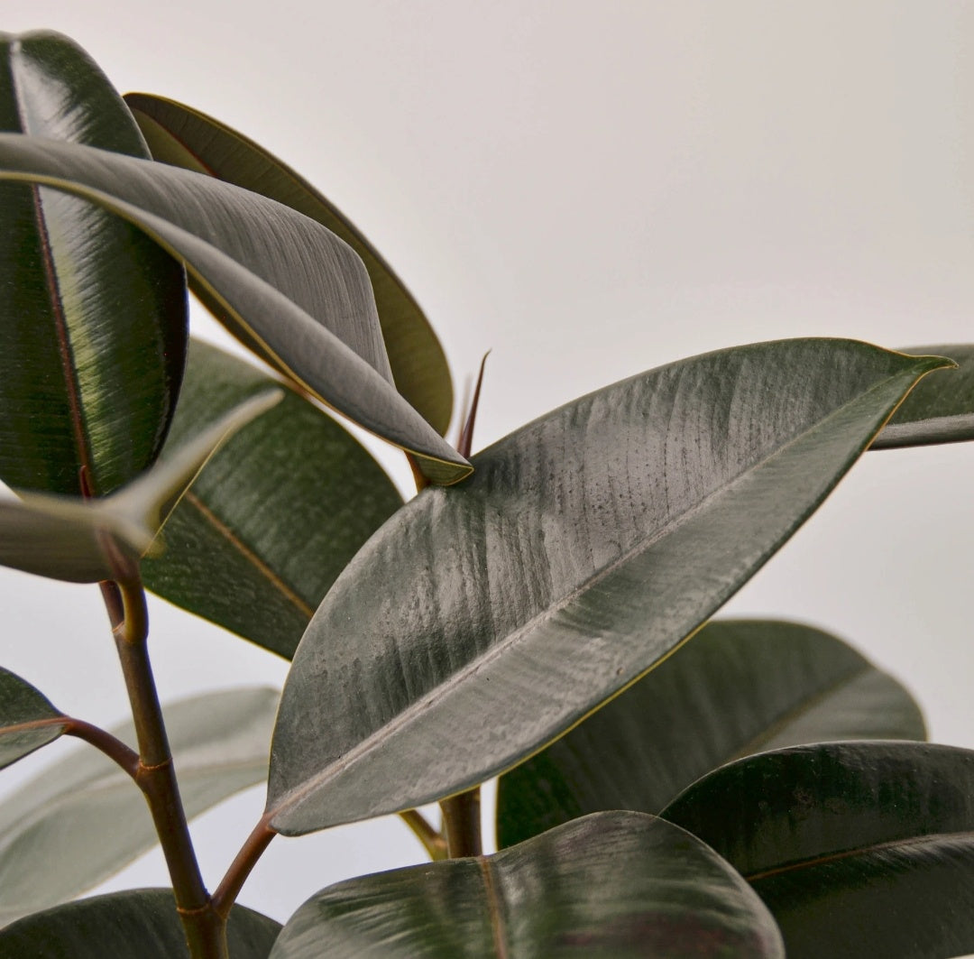 Rubber Plant UAE