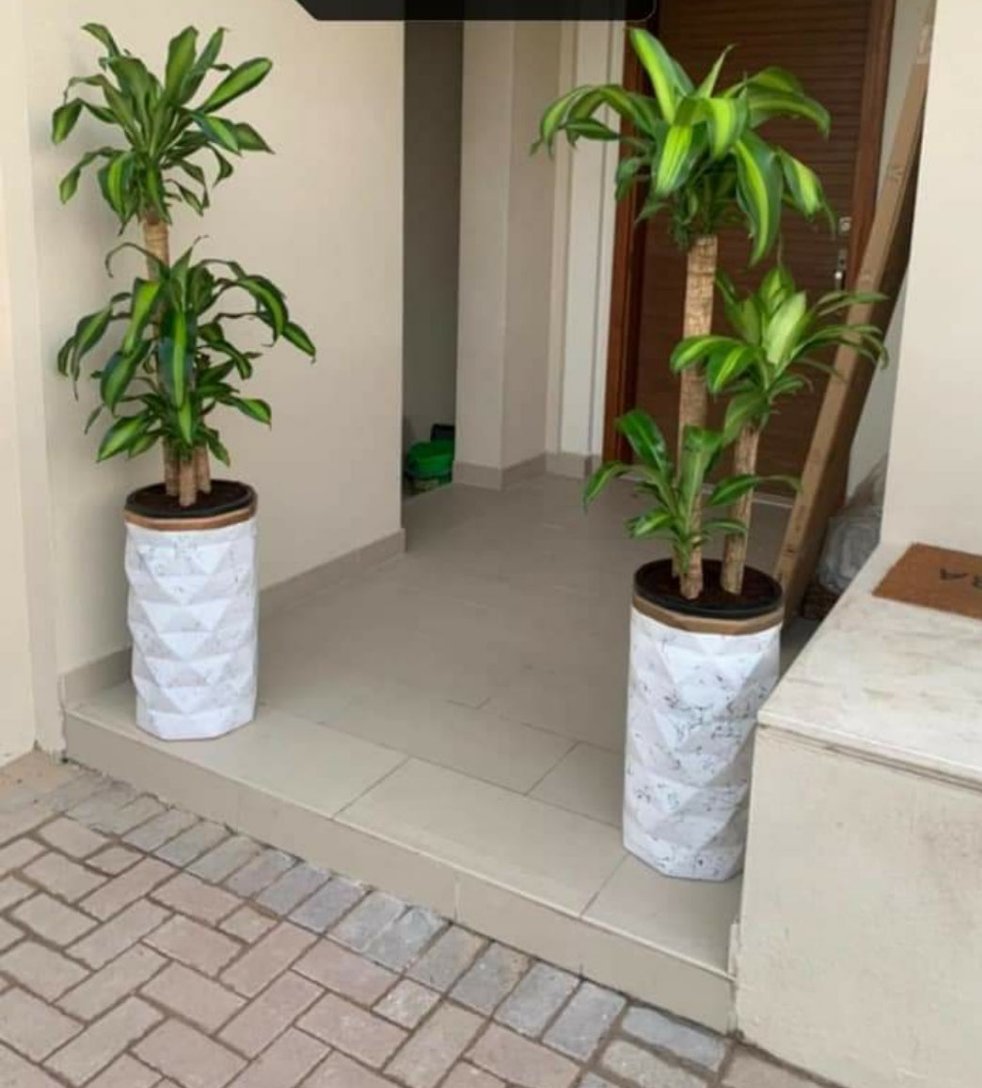 BIG FORTUNE PLANT