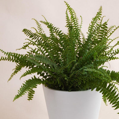 Boston fern