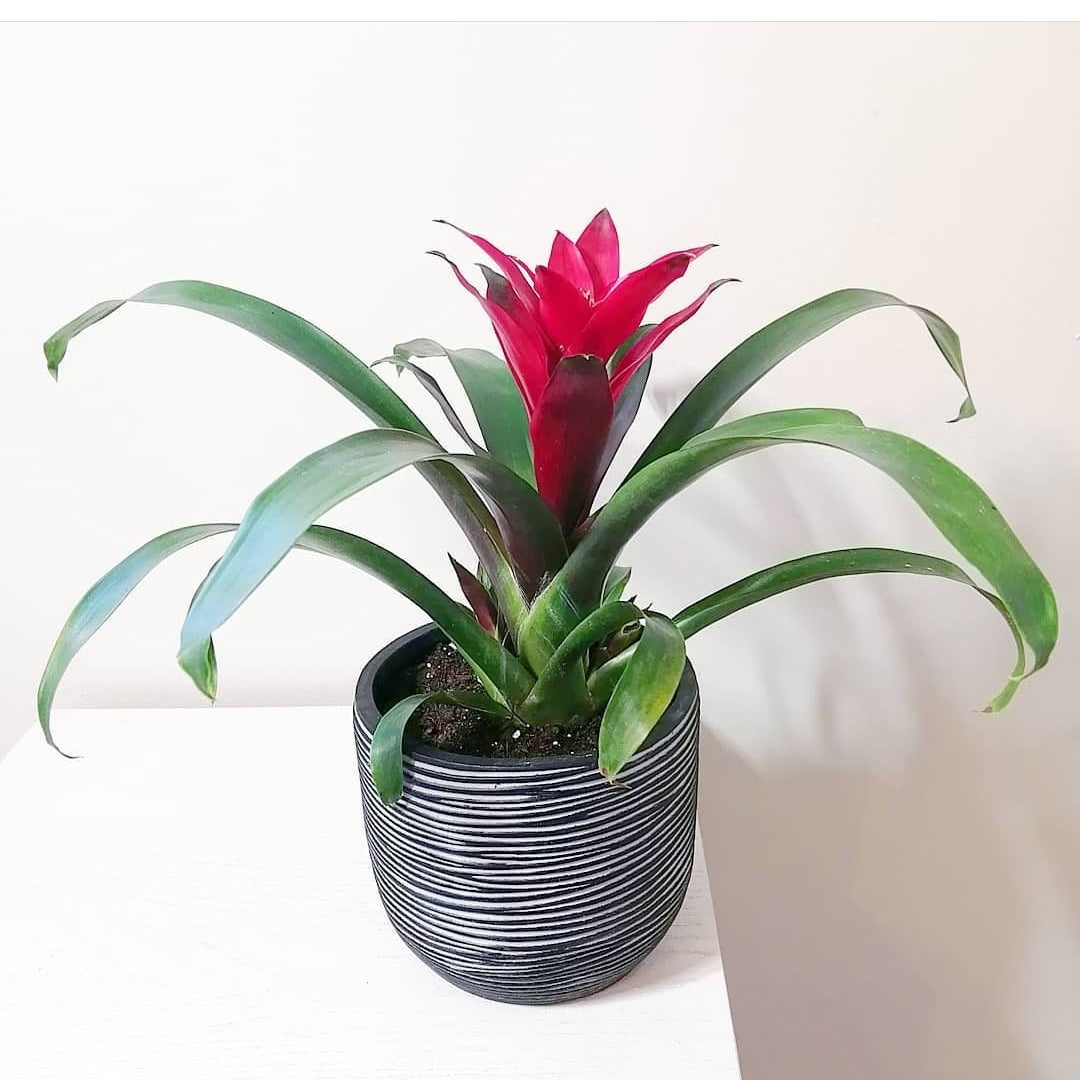 Bromelaid