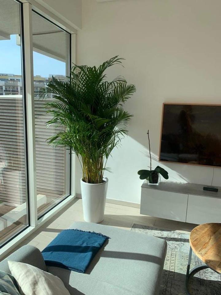 Big Areca `