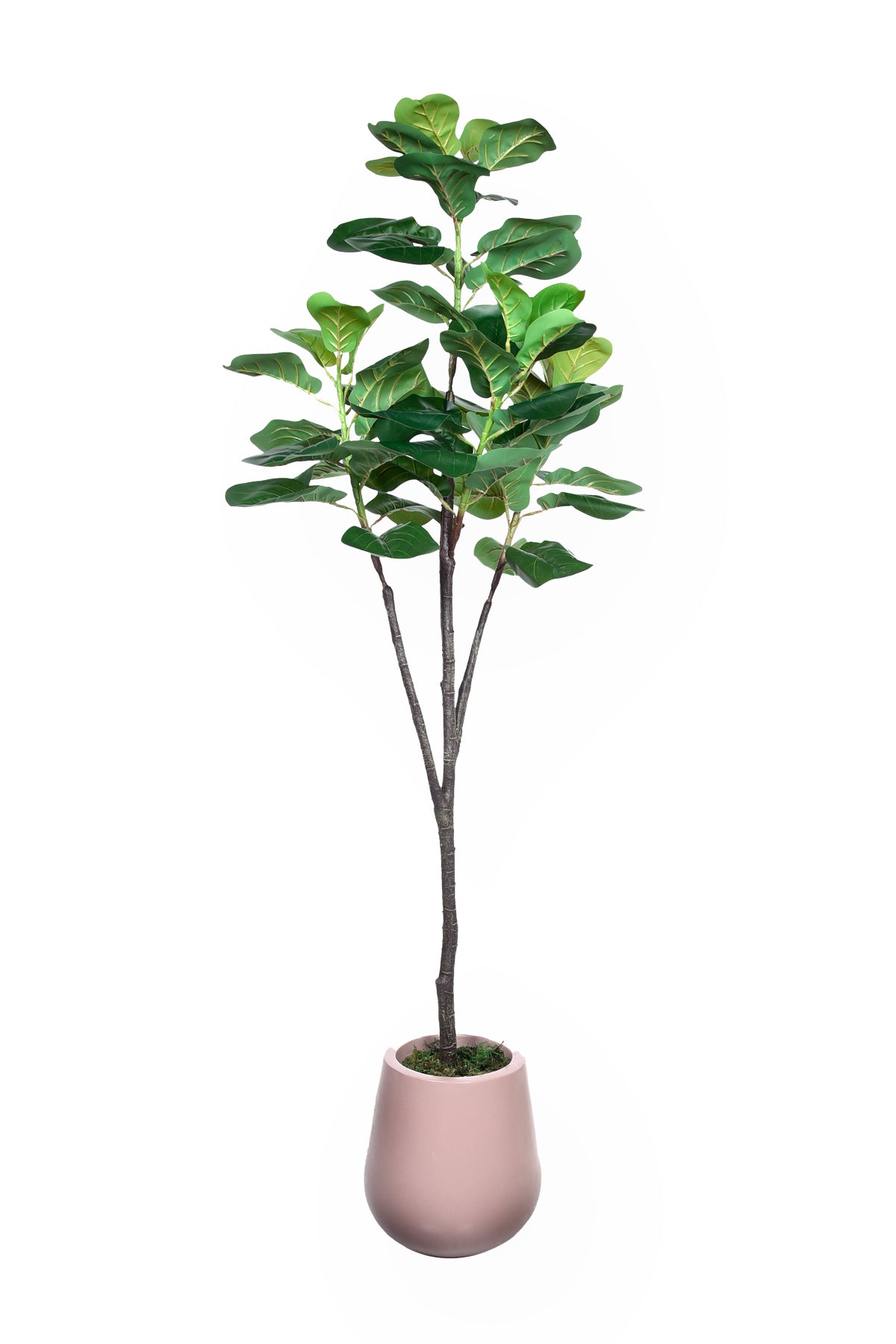 Artificial Fiddle in Fiber Pot|160-180cm
