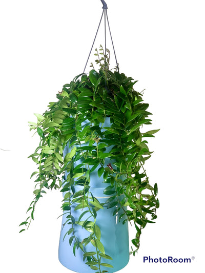 Lipstick plant