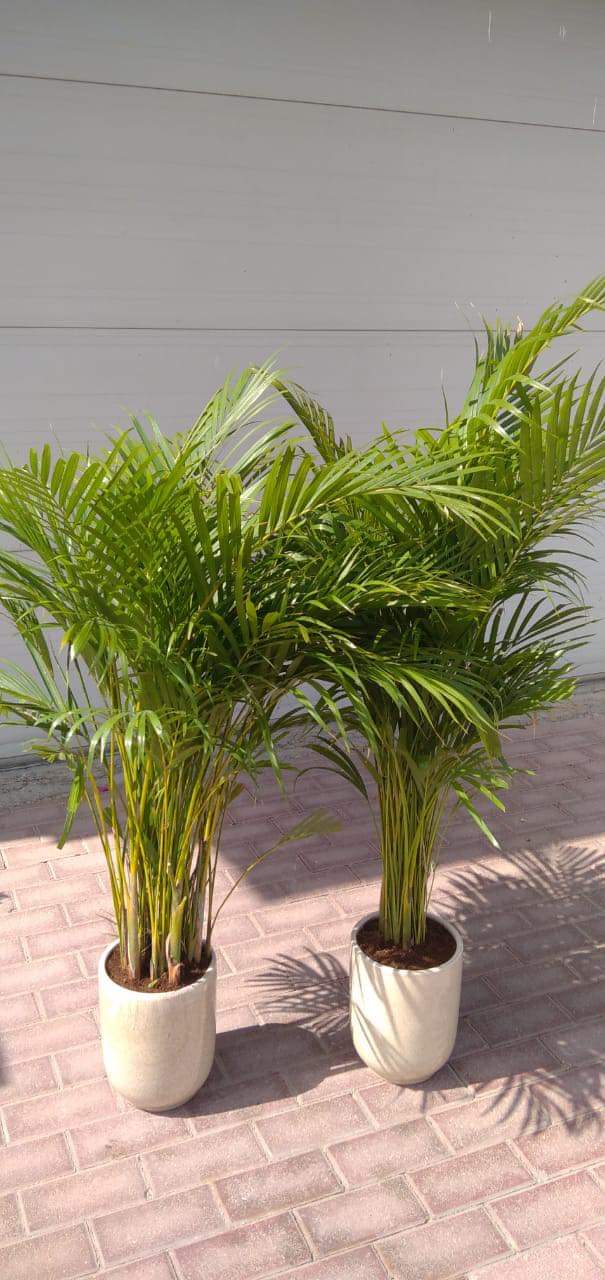 Office Plant Areca palm ( 130cm ) Bundle Plants UAE