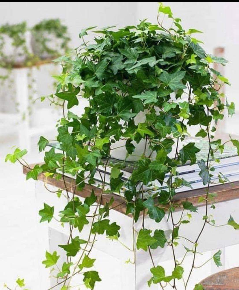 English Ivy big