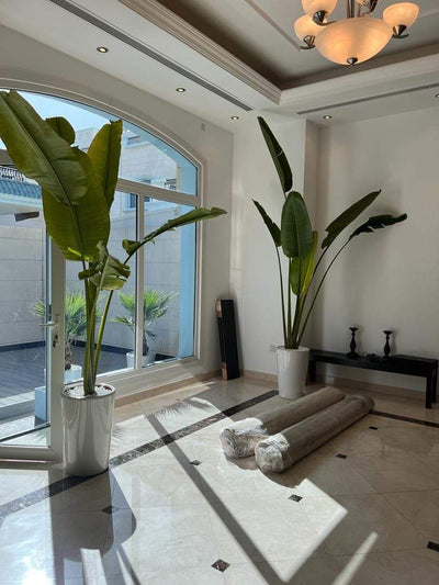 Indoor Plants Travellers Palm Bundle XL (3m)