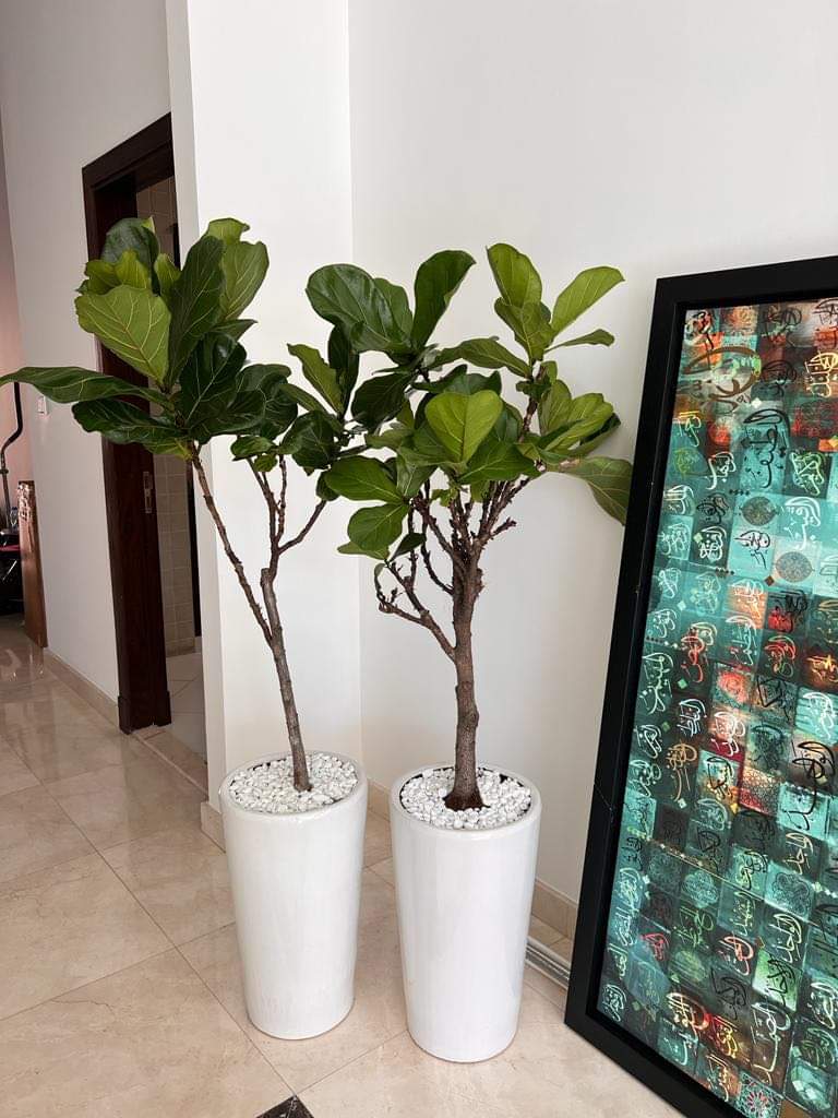 Twin Big fiddle | 160cm