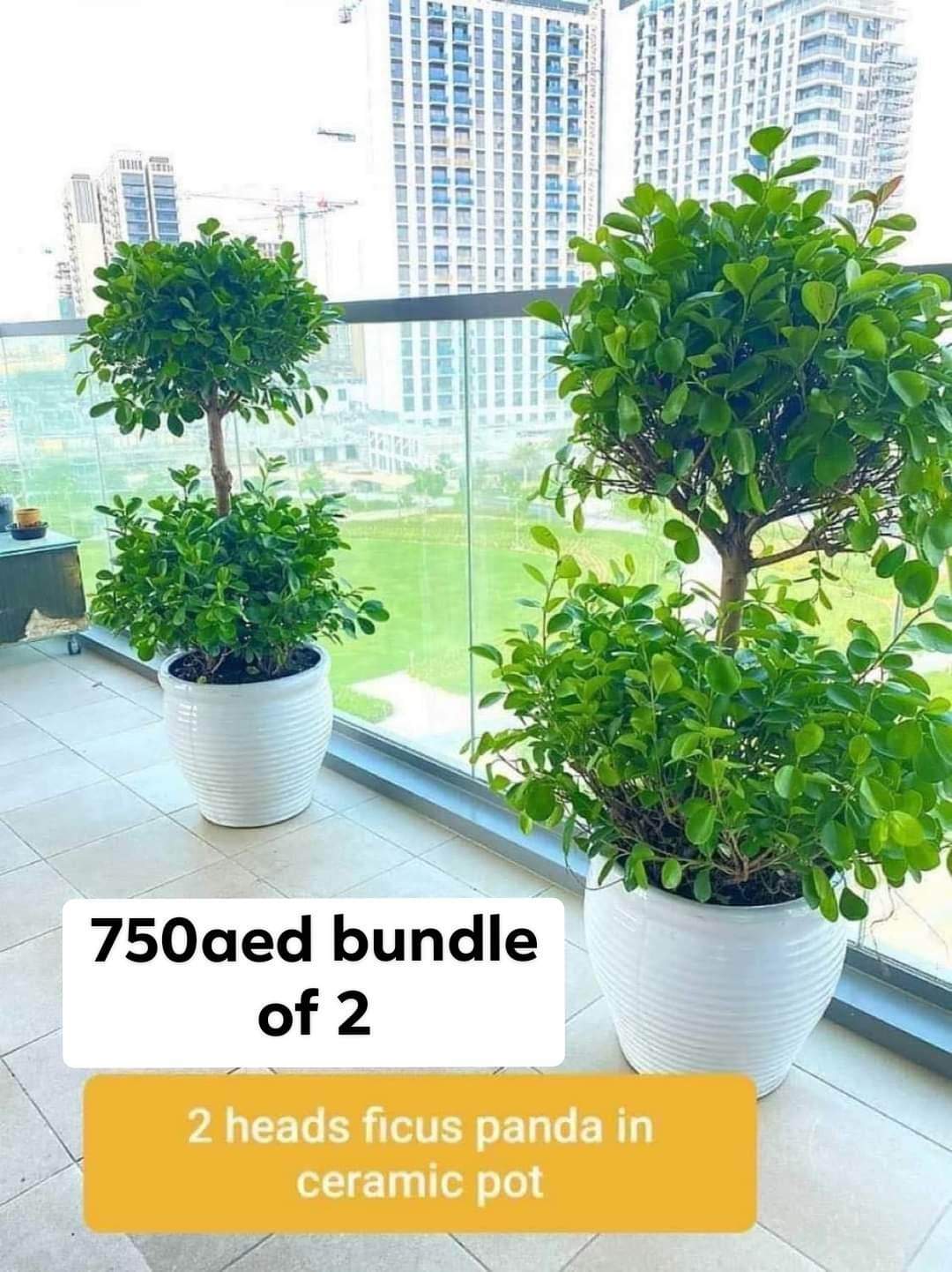 Outdoor Plants Double Head Buy 1 Get 1 Free