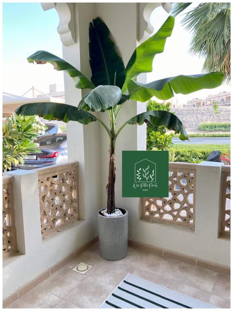 Banana Tree XL